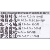 常州市建南桂花园 桂花价目表 桂花基地 精品桂花