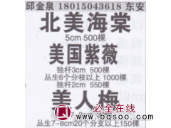 辽宁省丹东市金泉苗圃 北美海棠 北美海棠价目表图1