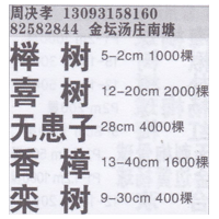 金坛决孝苗圃基地 精品榉树 榉树价目表