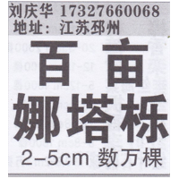 江苏省邳市百亩娜塔栎基地 精品娜塔栎