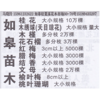 夏溪如皋苗木基地 桂花价目表 精品桂花