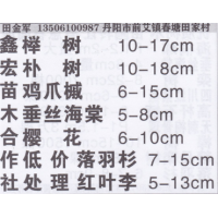 丹阳市鑫宏苗木合作社  榉树 精品榉树  榉树价目表