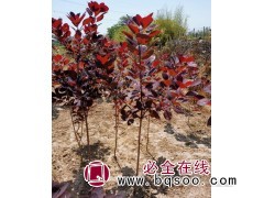 供应自产紫叶美国红栌苗，规格齐全 50-100公分 瑶琪园林图1