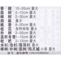 常州市涂飞绿化基地 香樟基地 精品香樟 香樟价目表