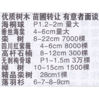 常州新北区观西苗木合作社  金品海桐球