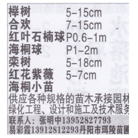 江苏省丹阳市珥陵苗圃  精品榉树 榉树价目表