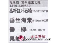 潢里永省绿化苗木基地 高杆红叶石楠 精品高杆红叶石楠图1