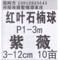 丹阳市阿方红叶石楠球基地 红叶石楠球价目表