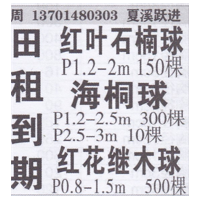 常州市夏洗红叶石楠球基地 精品红叶石楠球