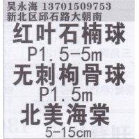 常州永海红叶石楠球基地  精品红叶石楠球