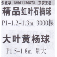 安东正华精品红叶石楠球基地