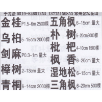 常州金坛龙法绿化基地 金桂基地 金桂价目表