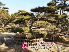 山东造型黑松 造型松 景观松基地 济南景观松 济南秋实园林图1