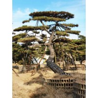 多种造型松盆景家庭园艺 3-6米高泰山松高成活 济南秋实园林