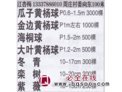 江苏省苏州市周庄黄杨球基地图1