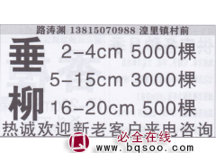江苏常州潢里镇垂柳基地  精品柳树 柳树价目表图1