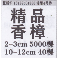 潢里新华精品香樟基地 香樟价目表 香樟翻译基地