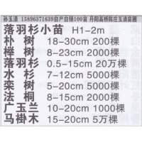 丹阳高桥陈庄玉清苗圃 精品落羽杉小苗