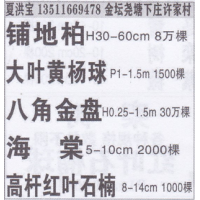 江苏省金坛洪宝苗圃基地 铺地柏 铺地柏价目表