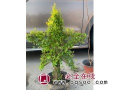 亮晶女贞五角星造型/小叶女贞造型#宜阳秋阳苗圃/女贞造型钵苗图1