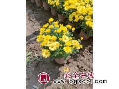 「孔雀草」钵苗孔雀草_孔雀草价格表-正艳花卉-孔雀草造景苗图1