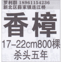 江苏省常州市香樟苗圃场 精品香樟 香樟价目表
