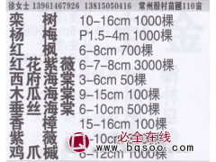 常州殷村苗圃基地 精品栾树 栾树价目表图1