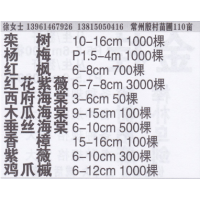 常州殷村苗圃基地 精品栾树 栾树价目表