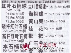 无锡市惠南红叶石楠球基地 红叶石楠球价目表图1