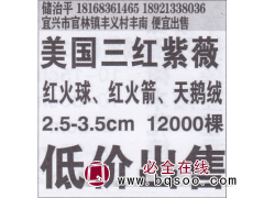 宜兴市治平绿化苗圃基地 美国三红紫薇图1