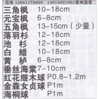 常州潢里范围三角枫基地 三角枫价目表