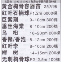 嘉泽士桥振兴苗场  精品黄金枸骨容器苗