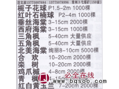 精品栀子花球 栀子花球价目表图1