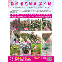 芳泽园艺绿化苗木场 玫瑰花柱 精品玫瑰花柱