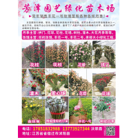 芳泽园艺绿化苗木场 月季花柱 月季花柱价目表