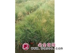 粉黛乱子草基地 精品粉黛乱子草 粉黛乱子草价目表 美都花卉图2