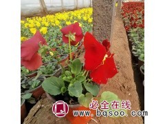 三色堇基地 三色堇批发 精品三色堇 三色堇价目表 美都花卉图1