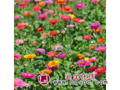 山东花卉网，青州花卉繁育基地，百日草价格，美都花卉图1