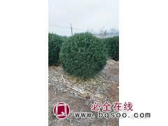 大叶黄杨球就选玉坤苗木 青州大叶黄杨球基地 玉坤绿化工程苗图1