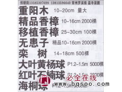 常州市温寺苗木基地 精品重阳木 重阳木价目表图1