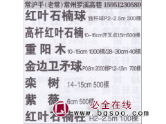 常州沪平红叶石楠球苗圃 精品红叶石楠球图1