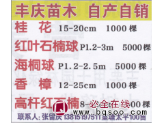 江苏皇塘丰庆苗木 精品桂花图1