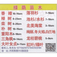江苏丹阳绿荫苗木 精品香樟 香樟价目表