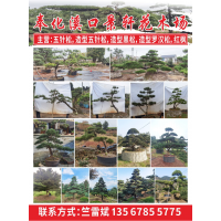 奉化溪口景轩花木场 精品五针松 五针松价目表