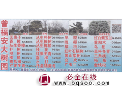 无患子 精品无患子 无患子繁育基地 精品绿化苗木图1