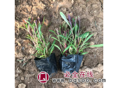 山桃草 山桃草繁育基地 山桃草价目表图1