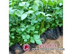 买苗就选美都花卉 蛇梅繁育基地  精品蛇梅 美都花卉图1