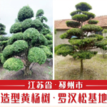 邳州市专业造型黄杨树基地