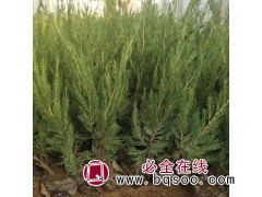小龙柏繁育基地 精品小龙柏 买苗就选美都花卉图1