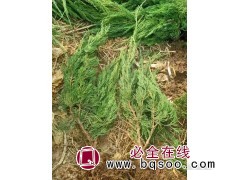 小龙柏繁育基地 精品小龙柏 买苗就选美都花卉图3